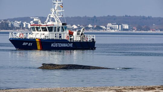 Wal an der Ostseeküste gestrandet – Rettung läuft