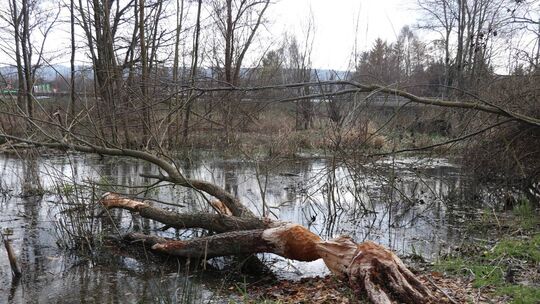 An der Dhron, in der Nähe des geplanten Kreuzungsumbaus in Morbach, haben sich Biber niedergelassen.