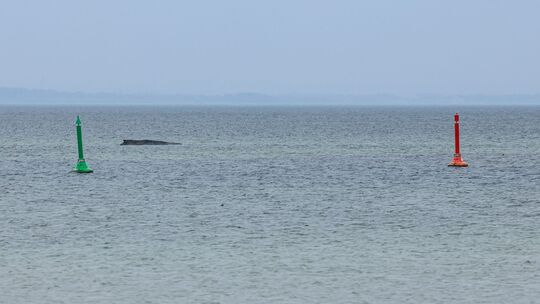 Wal an der Ostseeküste gestrandet