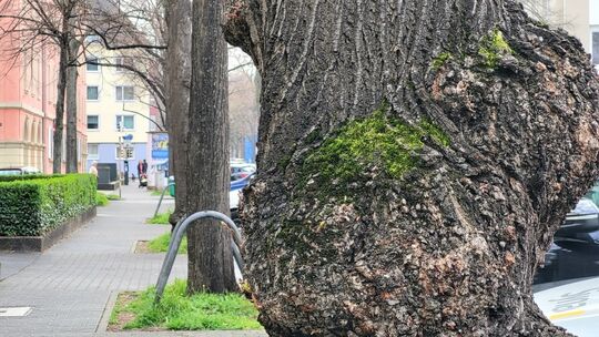 Viele Bäume in Koblenz sind geschützt, die Baumschutzsatzung der Stadt soll dabei helfen.