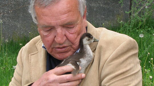 Im Jahr 2012 zog Klaus Böckling ein verwaistes Nilgansküken auf und setzte es später am Rhein aus - nur ein Beispiel für das vie
