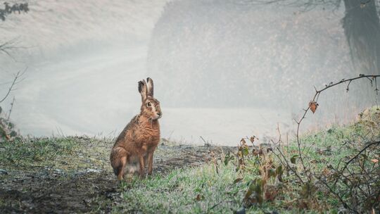 (Nicht nur) vor Ostern kann einem im Wildenburger Land auch ein Hase vor die Kameralinse laufen (Nicht nur) vor Ostern kann einem im Wildenburger Land auch ein Hase vor die Kameralinse laufen