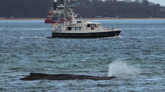 Wal an der Ostseeküste gestrandet
