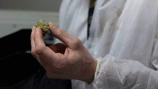 So sehen die getrockneten und gecureten Blüten aus. Nun sind sie fertig zur Abgabe an die Mitglieder des Social-Clubs.