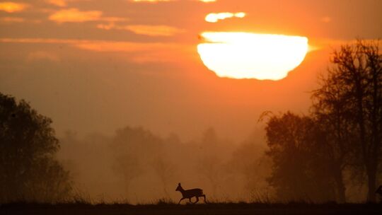 Reh läuft bei Sonnenaufgang über ein Feld Reh läuft bei Sonnenaufgang über ein Feld