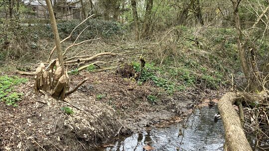Etliche Bäume hat der Biber am Elzbach schon gefällt.