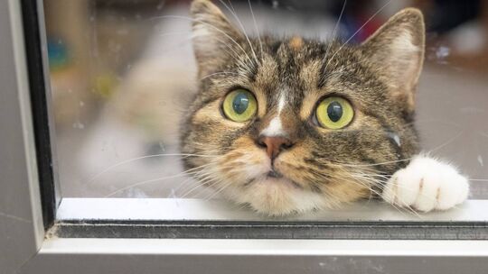 Wo sollen in Zukunft die vielen Tiere aus der Region untergebracht werden?