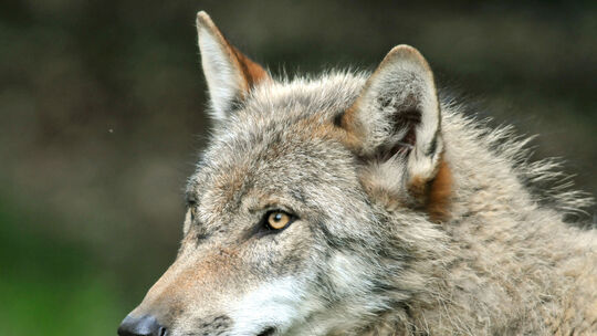 Wie steht der Nabu Altenkirchen zum Streitthema Wolf (Symbolbild)? Wir haben mit Jutta Seifert und Harry Sigg vom Vorstandsteam Wie steht der Nabu Altenkirchen zum Streitthema Wolf (Symbolbild)? Wir haben mit Jutta Seifert und Harry Sigg vom Vorstandsteam