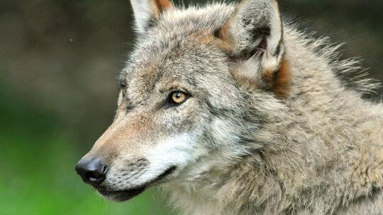 Wie steht der Nabu Altenkirchen zum Streitthema Wolf (Symbolbild)? Wir haben mit Jutta Seifert und Harry Sigg vom Vorstandsteam