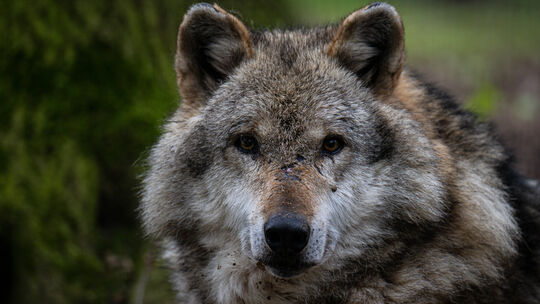 Am Donnerstag wurde ein totes Schaf auf einer Weide in Herdorf gefunden. DNA-Abstriche sollen nun klären, ob ein Wolf das Tier g