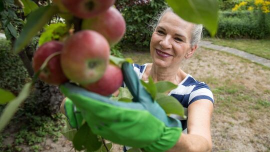 Frau erntet Äpfel in ihrem Garten Frau erntet Äpfel in ihrem Garten
