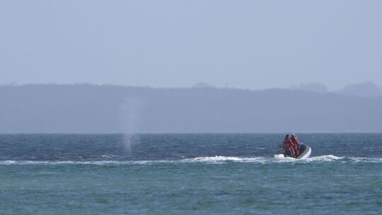 Wal an der Ostseeküste wieder frei