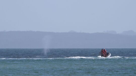 Wal an der Ostseeküste wieder frei Wal an der Ostseeküste wieder frei
