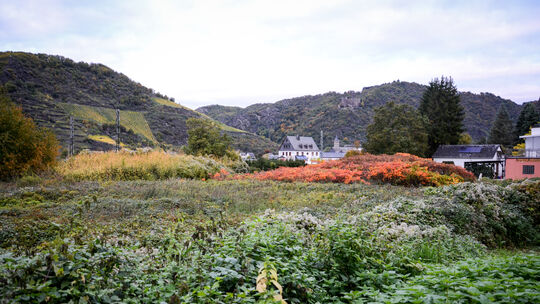 Auf diesem rund 3.600 Quadratmeter großen Grundstück in St. Goar-Fellen soll eine naturnahe Kita gebaut werden. Um festzustellen