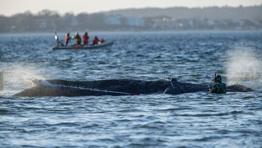 Gestrandeter Wal an der Ostseeküste