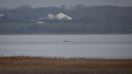 Wal erneut gestrandet