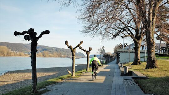 Der Rhein-Radweg zwischen Sinzig und Bad Breisig