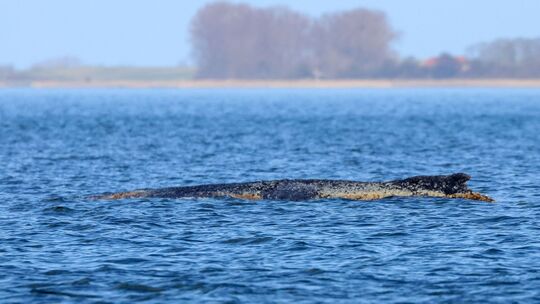 Buckelwal liegt weiter in Wismarbucht