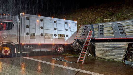 Tiertransporter verunfallt auf der A3 bei Ransbach-Baumbach