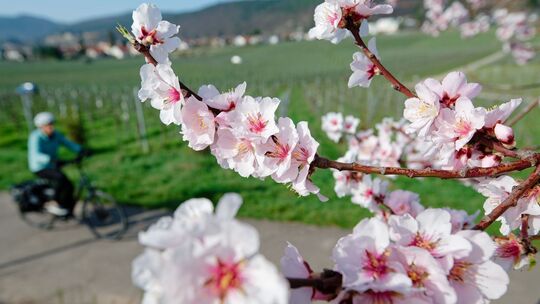 Mandelblüte - März-Bilanz DWD Mandelblüte - März-Bilanz DWD