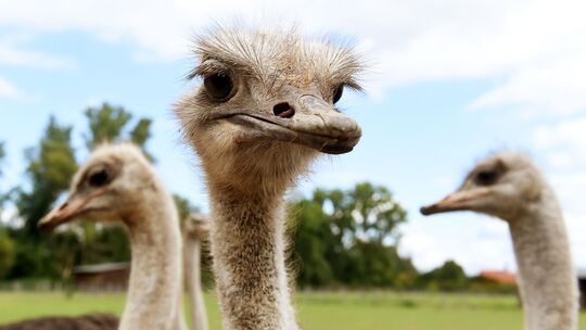Die Straußenfarm oberhalb von Remagen ist ein beliebter Ausflugsort zu Ostern.