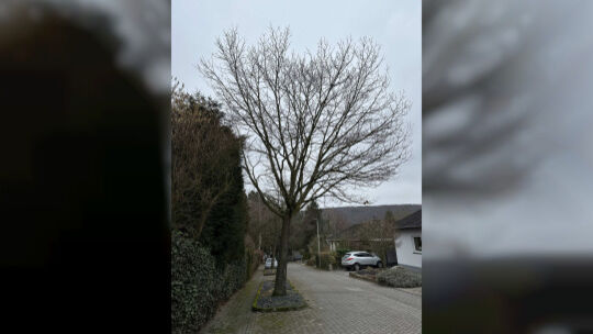 In Nierendorf gibt es einige Bäume in den Straßen, die sichtbar zu groß werden und potenziell Schäden verursachen können.