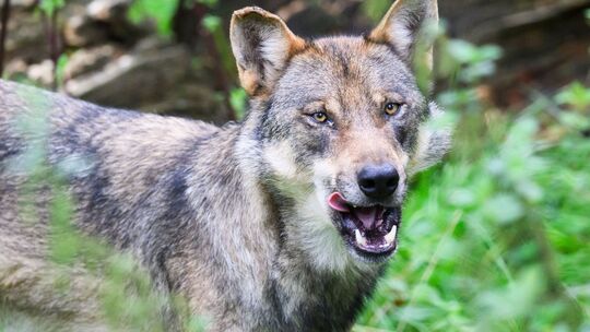 Illustration - Wolf Illustration - Wolf