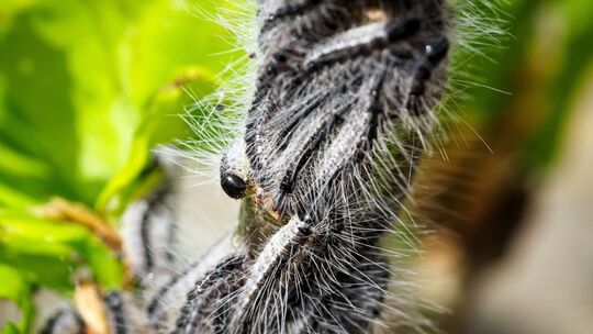 Kampf gegen den Eichenprozessionsspinner Kampf gegen den Eichenprozessionsspinner