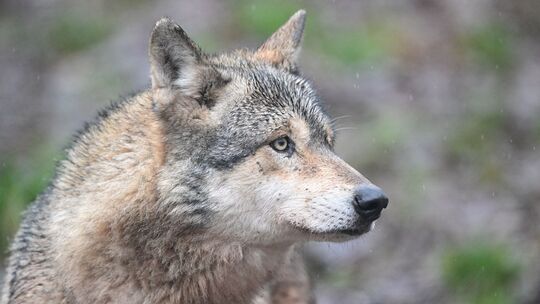 Wölfe in Gehege Wölfe in Gehege