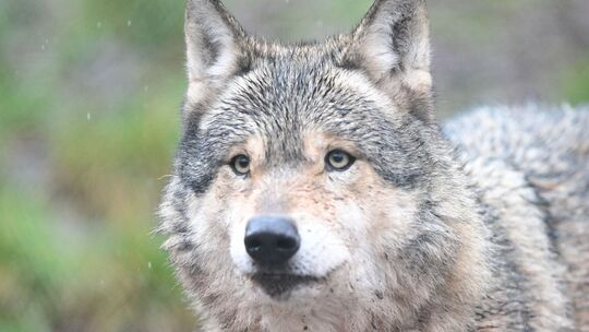 Wölfe in Gehege Wölfe in Gehege