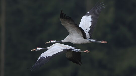 Für diese beiden Kraniche geht die Reise nach Norden nun weiter.