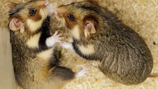 Feldhamster-Nachzucht