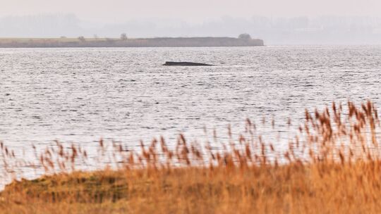 Buckelwal sitzt weiterhin vor Insel Poel fest