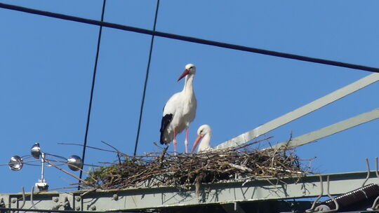 In mehrfacher Hinsicht kein ganz ungefährlicher Platz: Auf Strommasten am Kreisel an der B41 bei Bretzenheim nisten auch aktuell