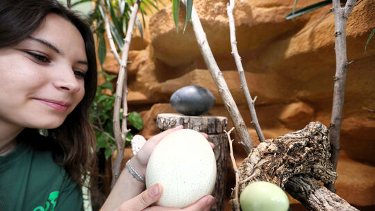 Tamara Sot, Freiwilligendienstlerin aus Münstermaifeld, hält ein Straußenei in der Hand. Das Tier legt das größte Ei im Neuwiede