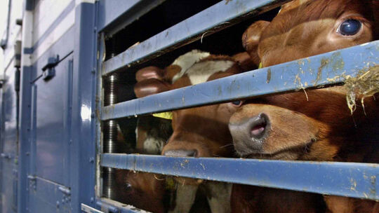 Aus dem Archiv: Kälber werden auf einem Lkw transportiert.