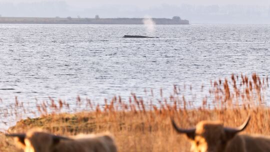 Buckelwal sitzt weiterhin vor Insel Poel fest