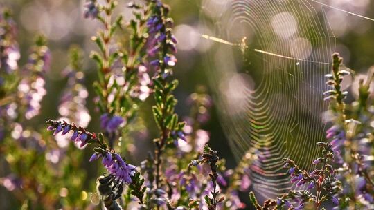 Blühendes Heidekraut und ein Spinnennetz Blühendes Heidekraut und ein Spinnennetz