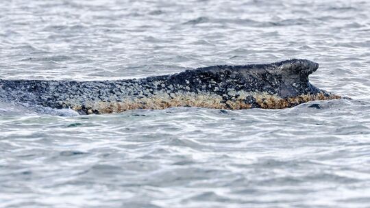 Buckelwal liegt weiter in Wismarbucht