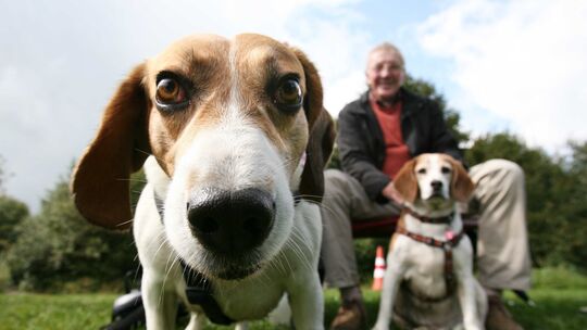 Beagles gelten als ruhige, freundliche Hunde, weshalb sie laut Deutschen Tierschutzbund gern bei Tierversuchen verwendet werden.