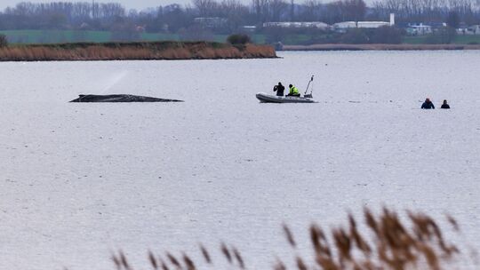Buckelwal liegt weiter in Wismarbucht