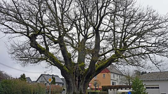 Die Eiche in Buch gehört zu den ältesten Bäumen in Rheinland-Pfalz.