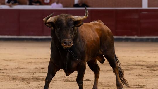 Stierkampf in Spanien