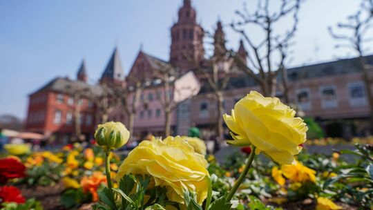 Frühlingsboten in Mainz