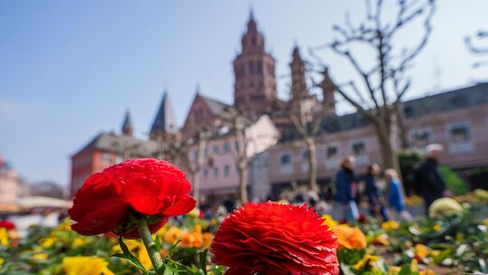 Frühlingsboten in Mainz Frühlingsboten in Mainz