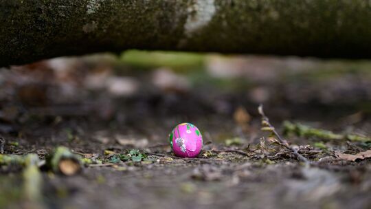 Baum umgestürzt - Drei Tote bei Flensburg