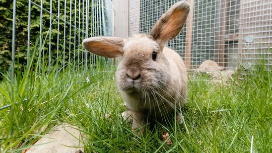 Kaninchen sitzt in einem Außengehege