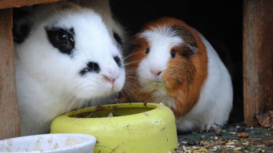 Kaninchen und Meerschweinchen sitzen unter einem Unterstand