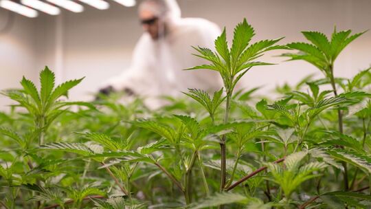 Legaler Anbau in einem Cannabis-Club