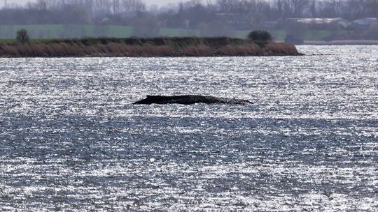 Buckelwal liegt weiter in Wismarbucht